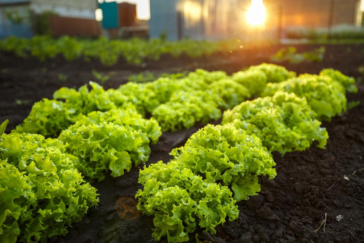 Como preparar a terra para plantar hortaliças no melhor mês do ano? Como preparar a terra para plantar hortaliças no melhor mês do ano?