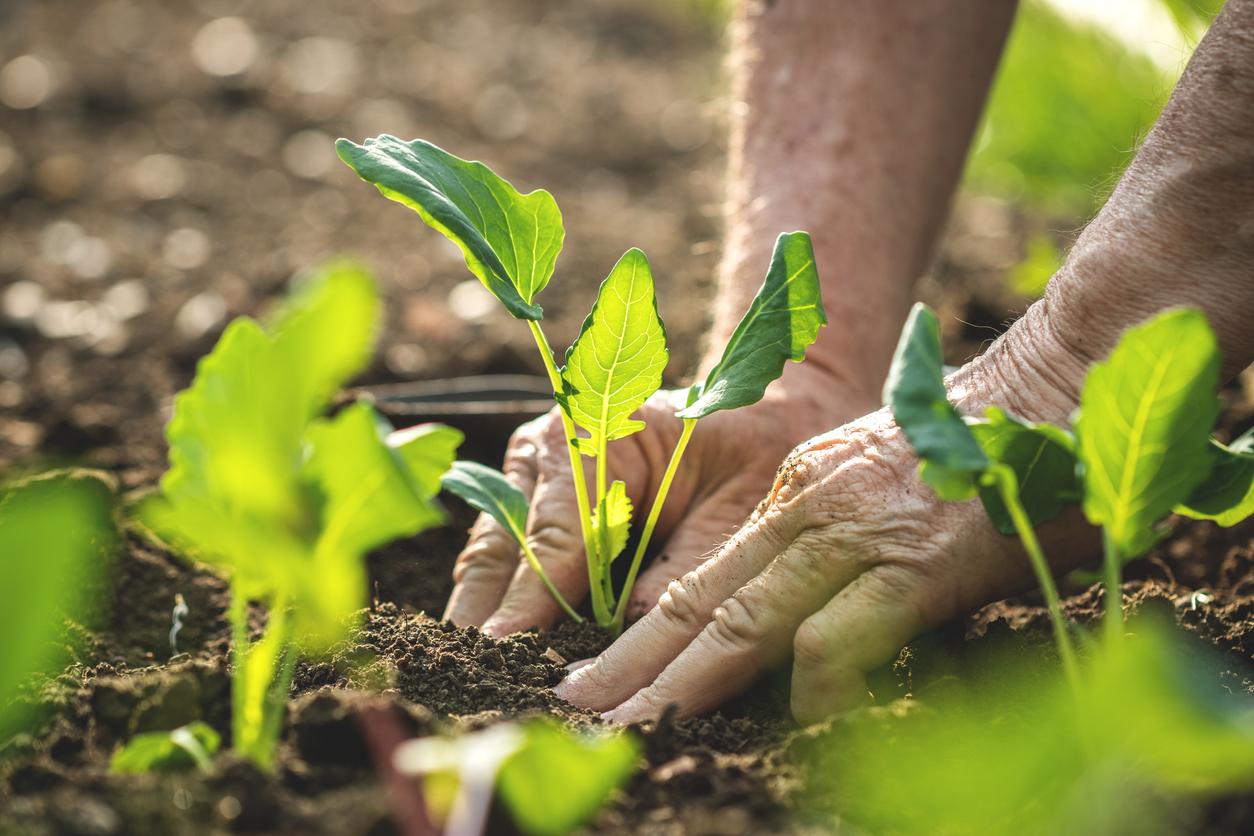 O que plantar em setembro para obter ótimos resultados em sua horta?