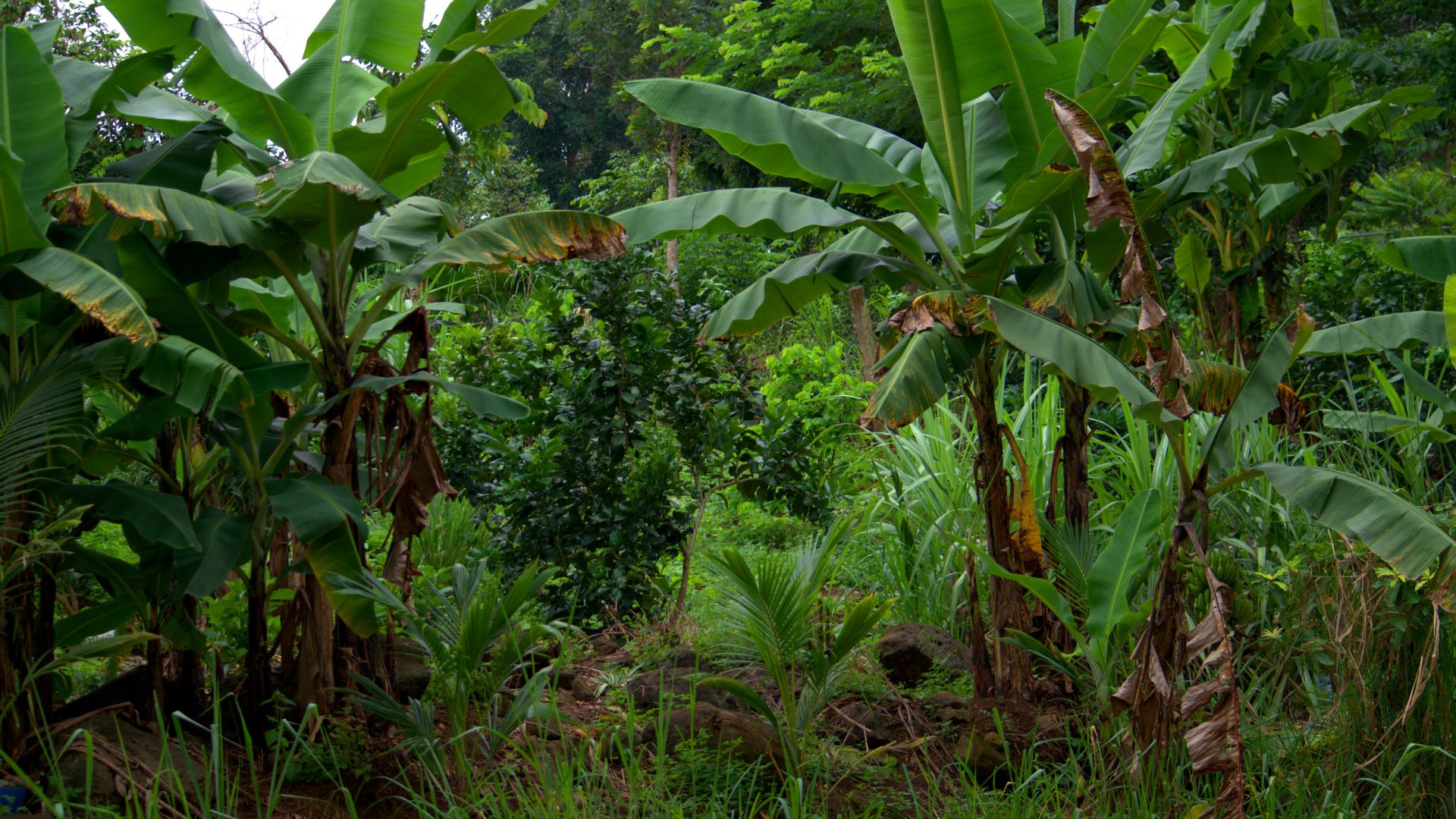 Estratégias de rentabilidade sustentável com as agroflorestas