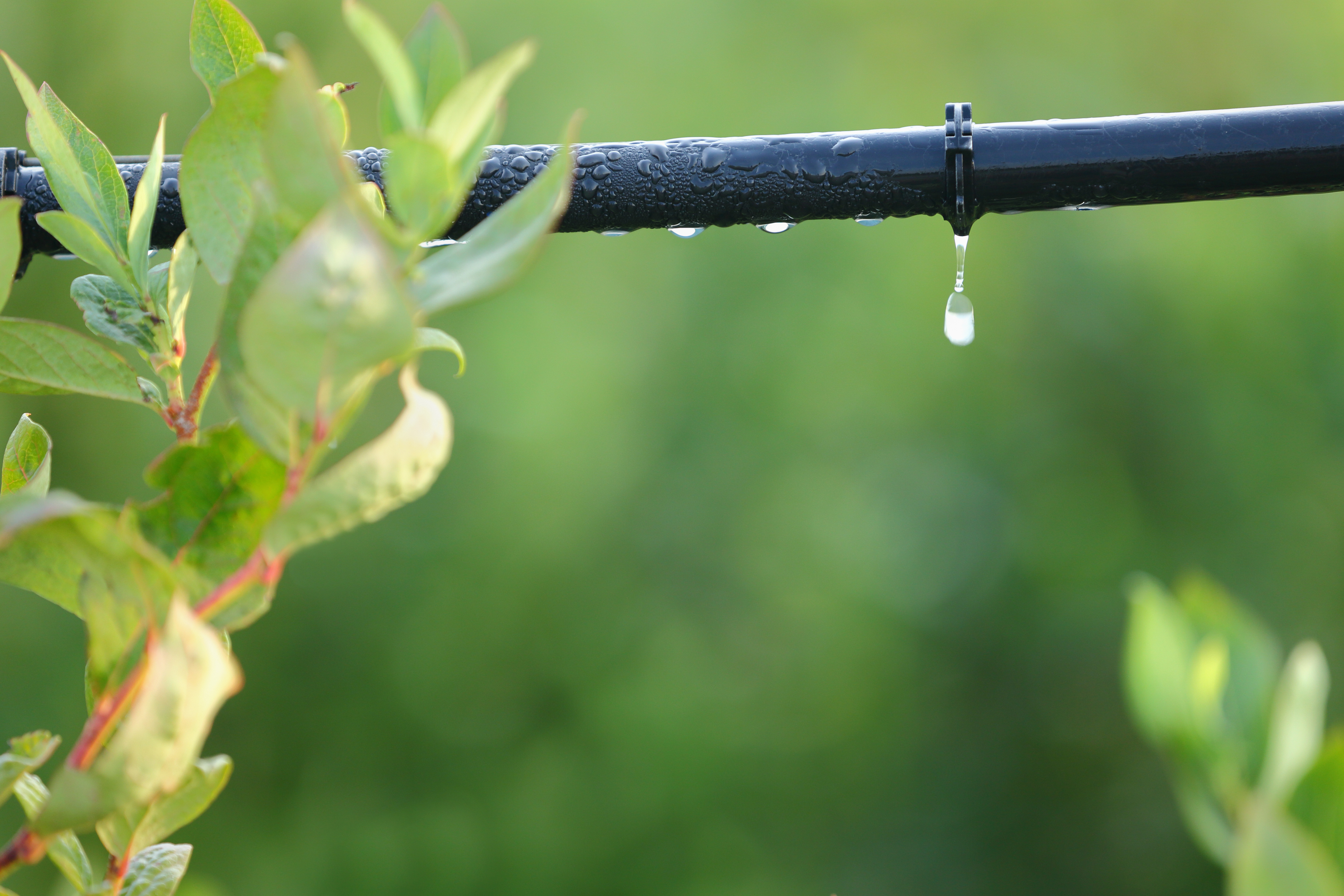 Irrigação do solo: tipos, benefícios e importância para os produtos agrícolas Irrigação do solo: tipos, benefícios e importância para os produtos agrícolas