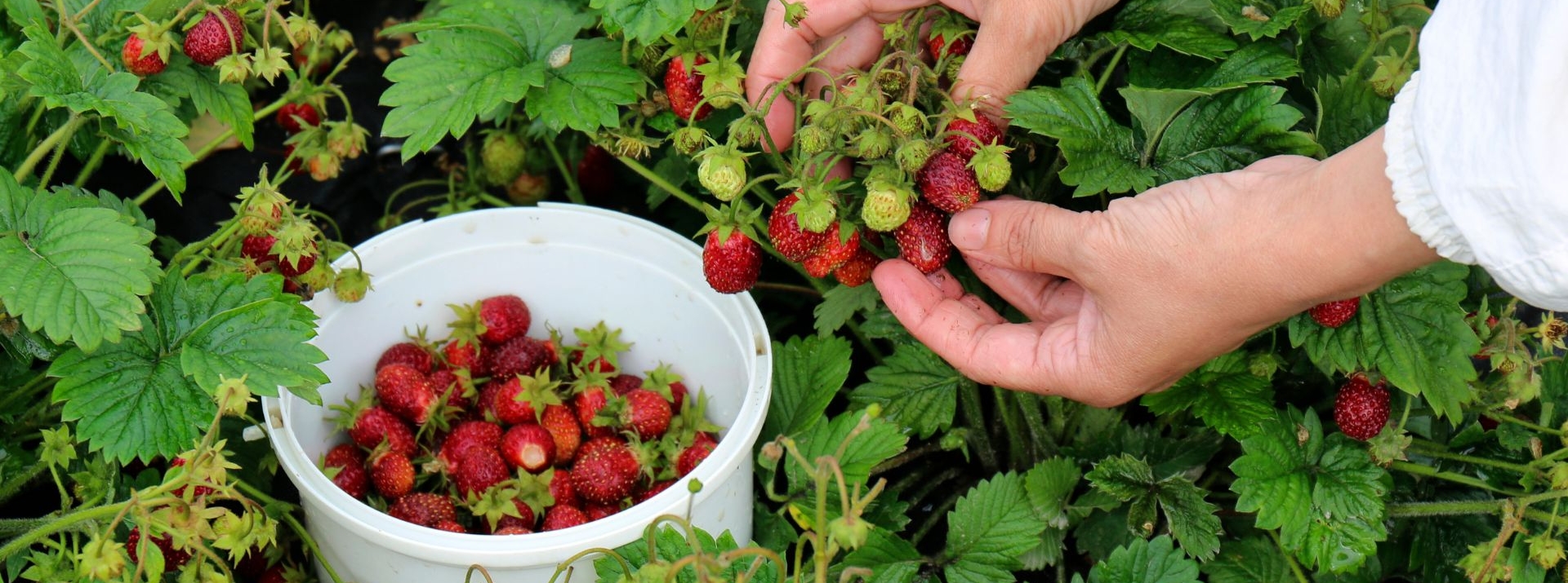 Dicas para agregar valor ao produto agrícola