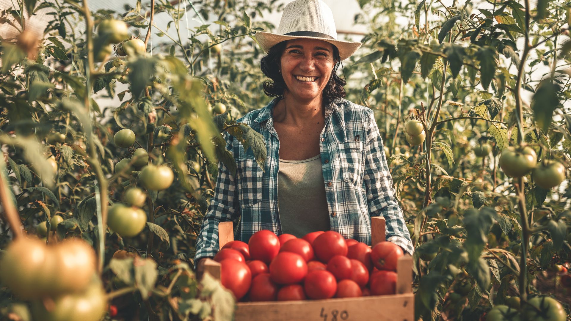 Maximizando o lucro no campo: estratégias para ter mais valor agregado no seu produto agrícola