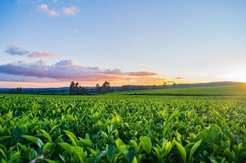 Agricultura: guia completo sobre produção, gestão e equipamentos