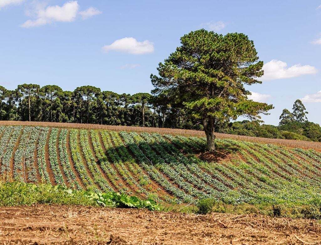 Geração de energia elétrica: como comprar o gerador ideal para a sua fazenda