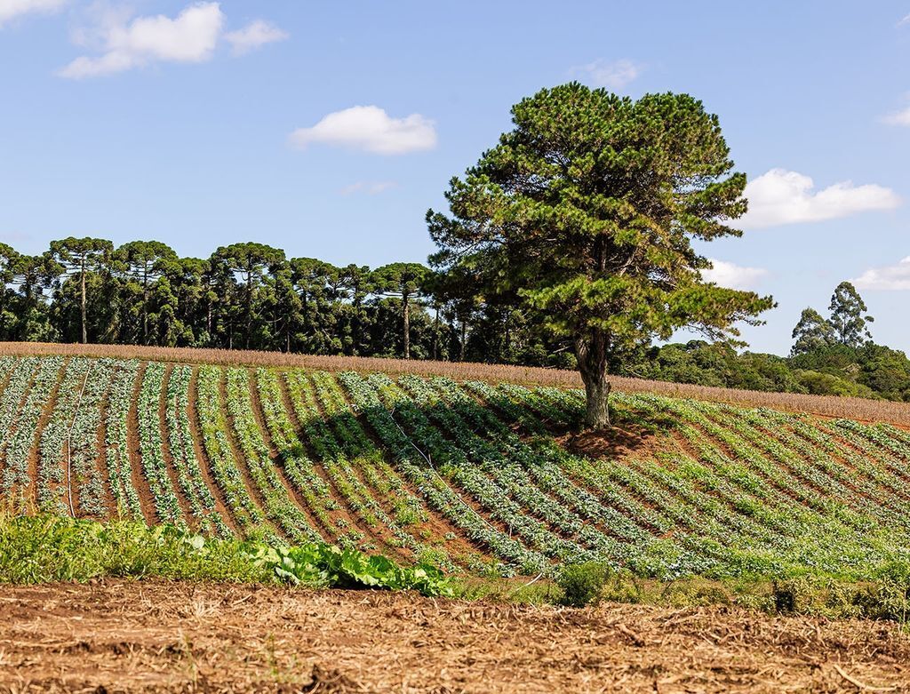 Geração de energia elétrica: como comprar o gerador ideal para a sua fazenda