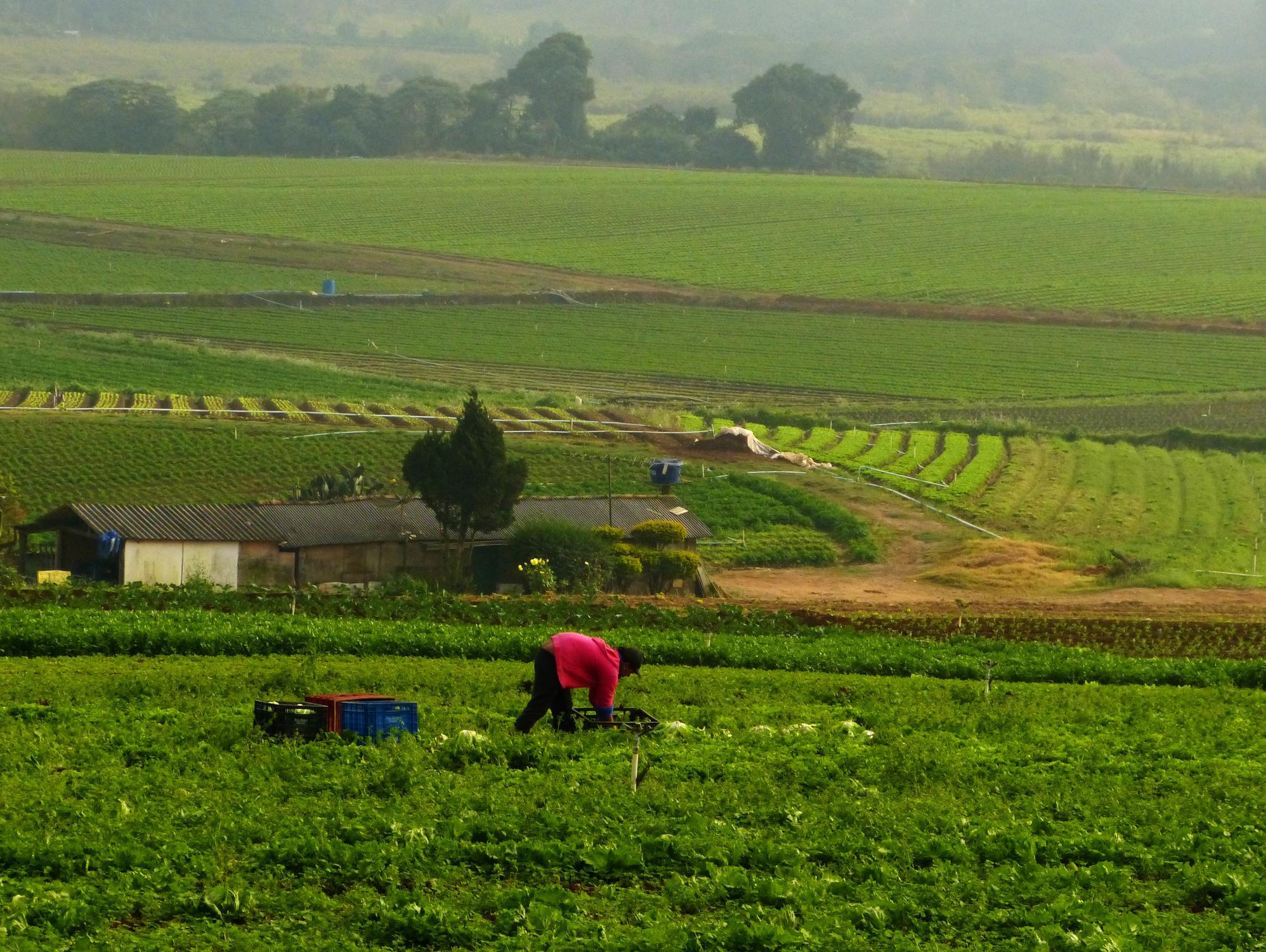 Vida no Campo: veja como fazer o preparo do solo para o plantio.