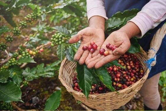 Quais são os principais produtos agrícolas cultivados no Brasil?