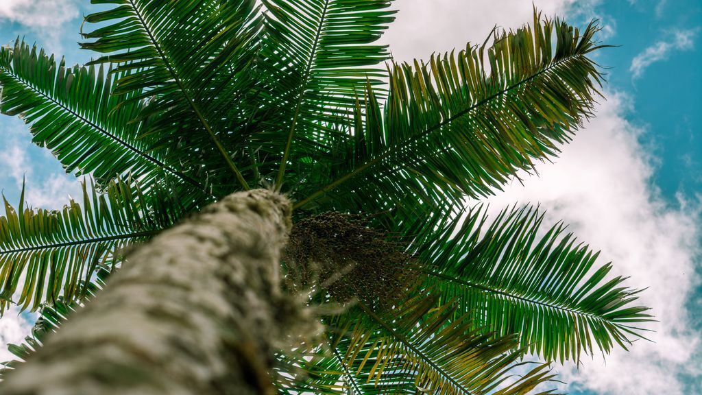 como plantar açaí