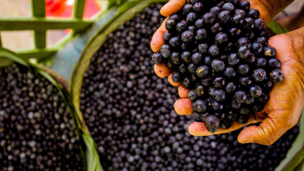 Dicas e passo a passo completo de como plantar açaí