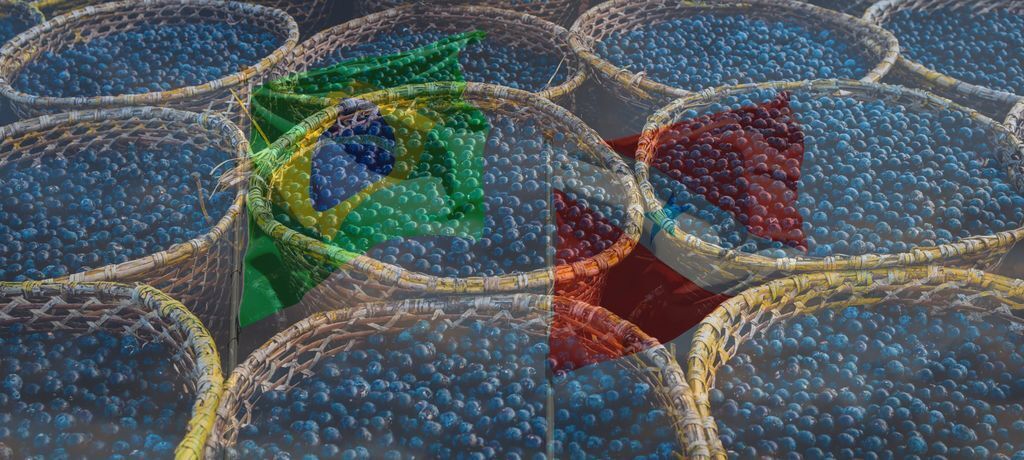 como plantar açaí