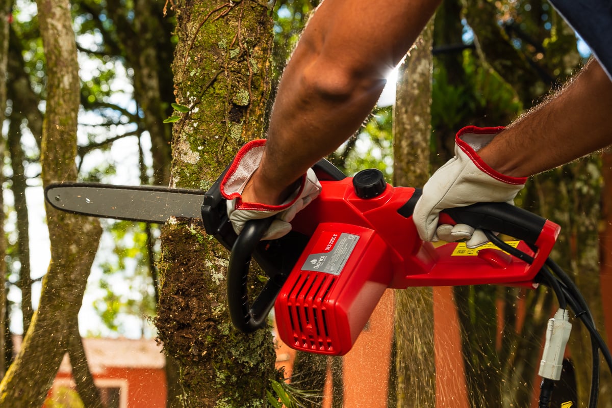 Casa & Jardim: como fazer a poda de jardim corretamente?