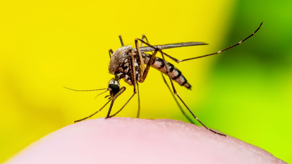 Combate à dengue: aumento alarmante de casos e como a Branco pode ajudar