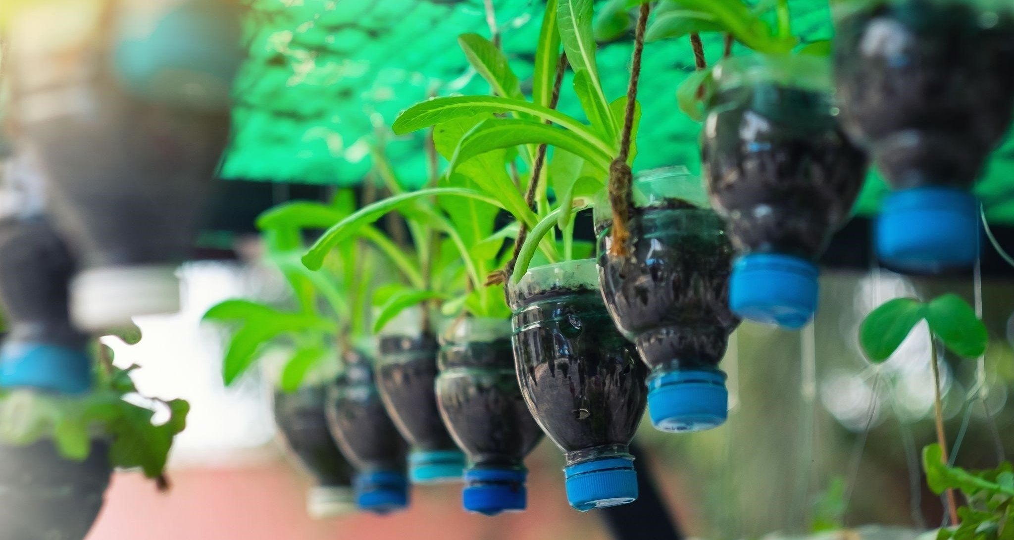 Horta suspensa: o que é, como criar uma e como cuidar?