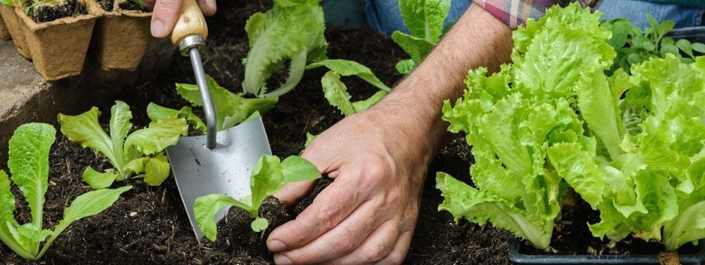 O que plantar em Janeiro? Confira a melhor opção para cada região do país.