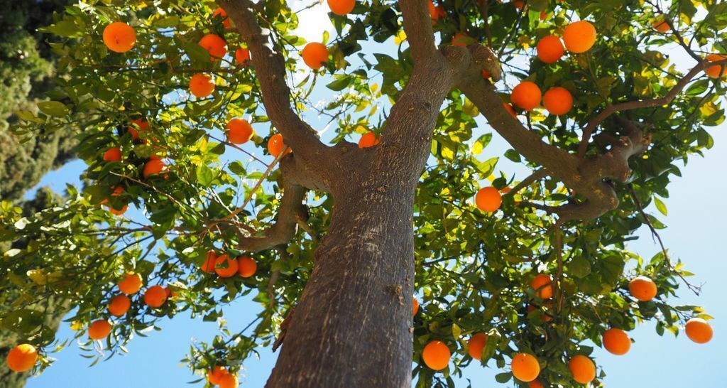 Como plantar laranja: passo a passo para um jardim frutífero