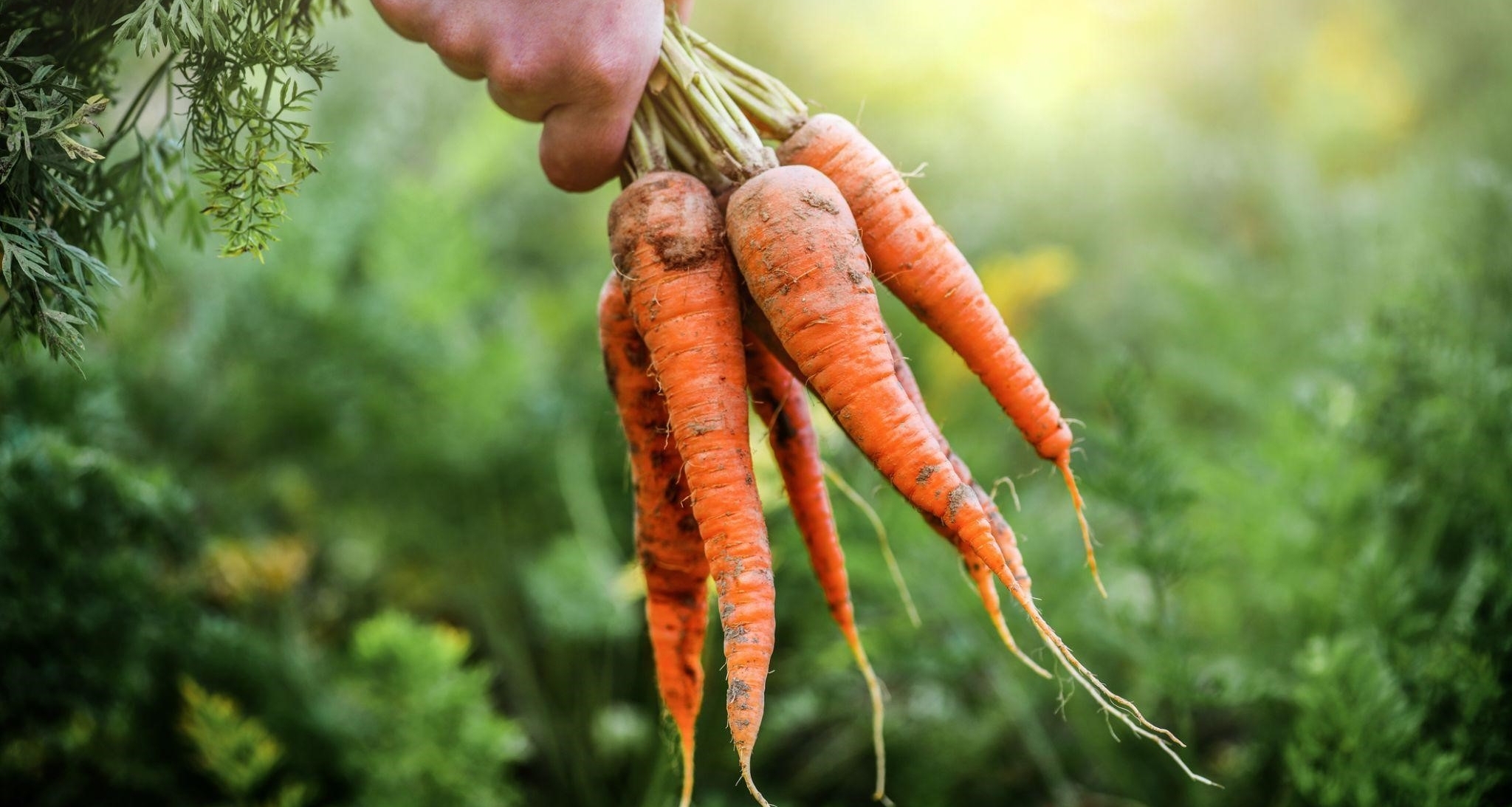 Agricultura Sazonal: saiba o que plantar em novembro!