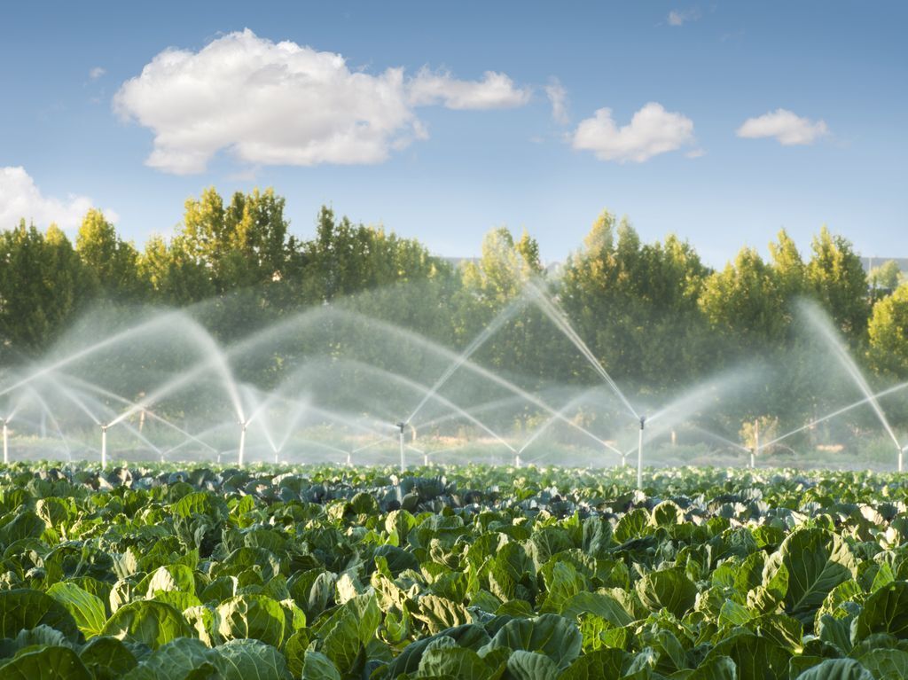 Irrigação do solo: tipos, benefícios e importância para os produtos agrícolas