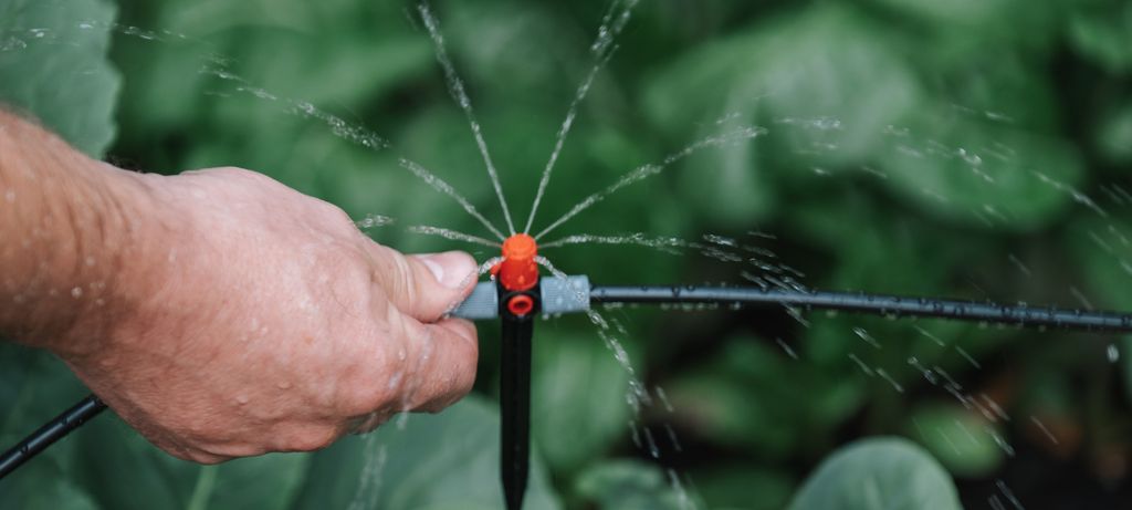 O combate à dengue é iminente em 2024