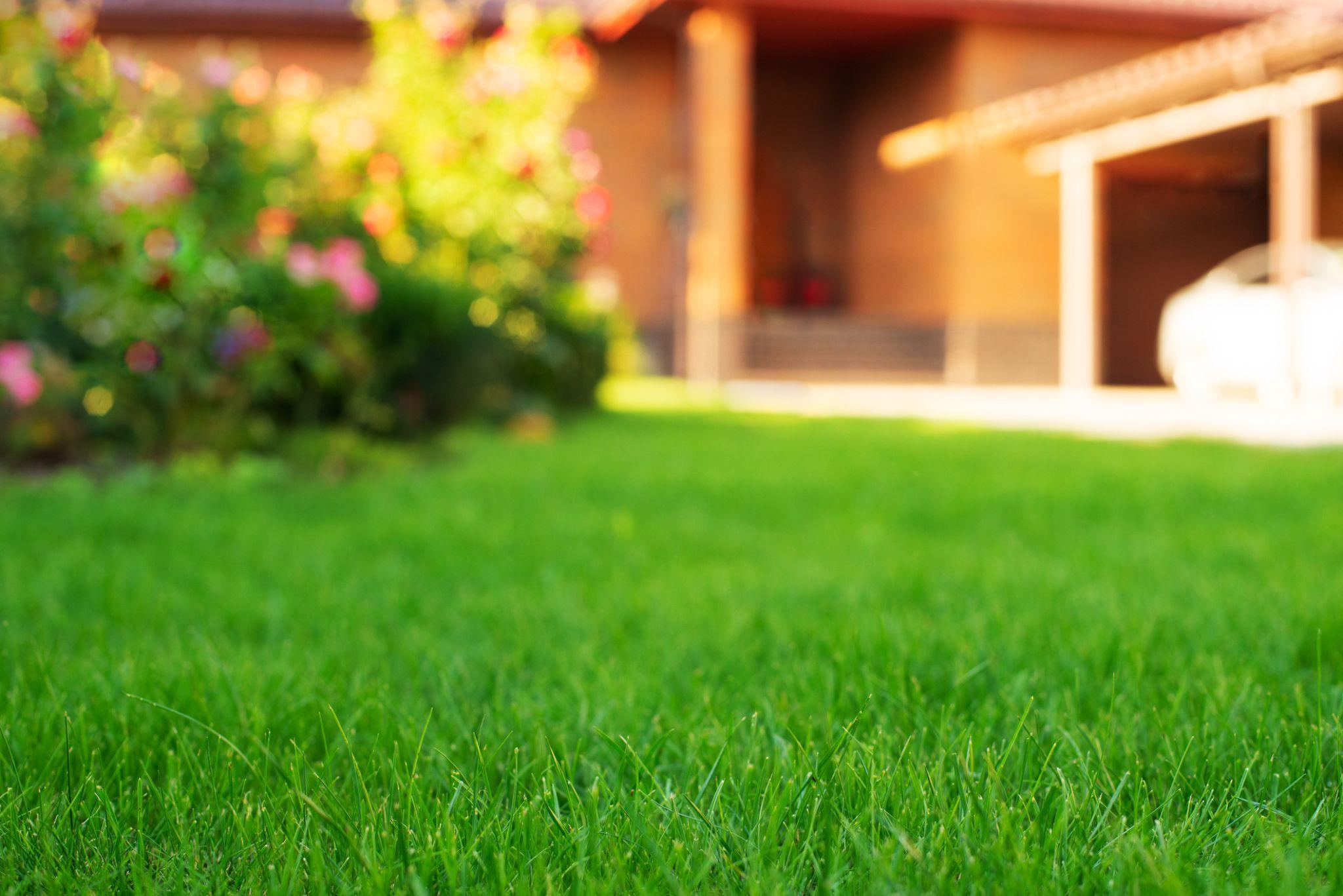 Qual a diferença entre paisagismo e jardinagem?