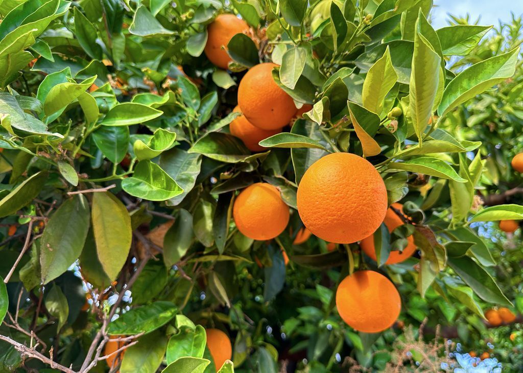 Como plantar laranja em casa: equipamentos essenciais para um cultivo de sucesso