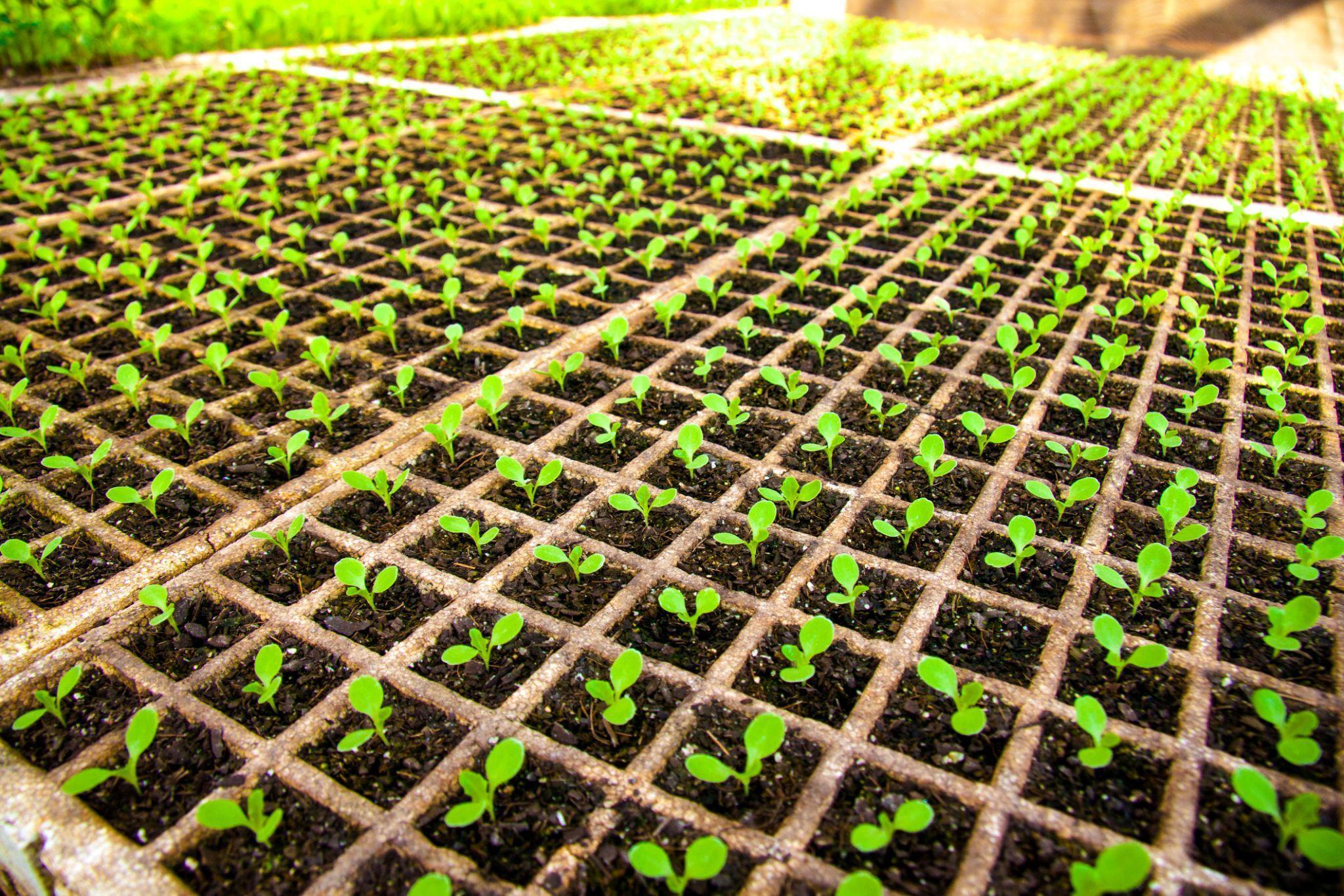 Você sabe o que plantar em julho e como aproveitar a sazonalidade na agricultura?