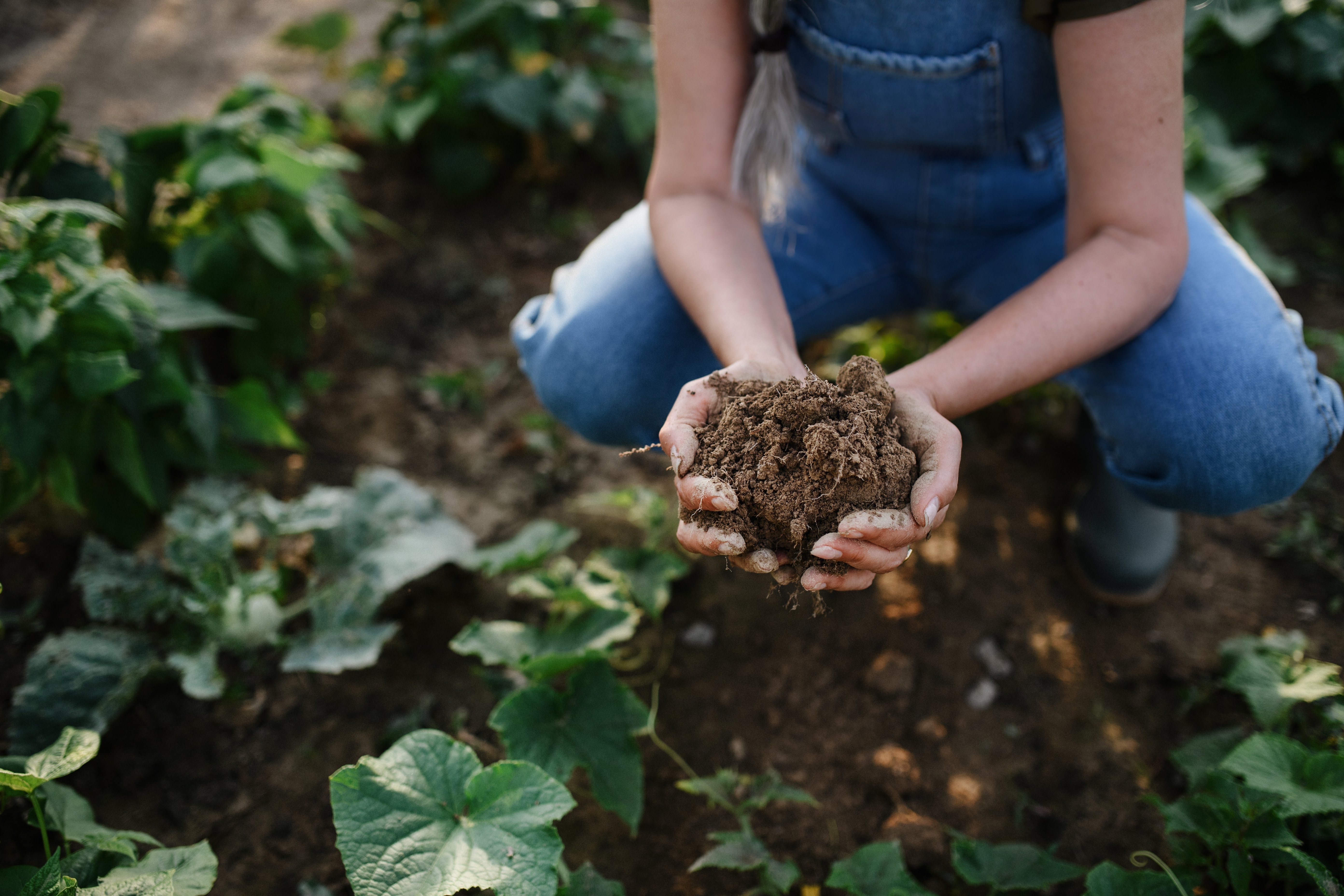 Agricultura Regenerativa: entenda esse conceito